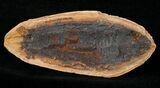 Australosomus Fossil Fish From Madagascar - Triassic #16739-2